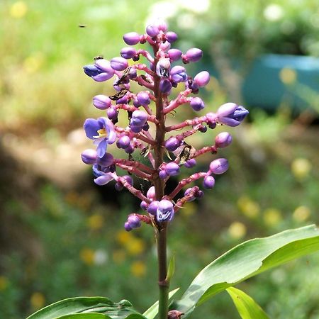 Pousada Cauca Ilha Grande  Екстер'єр фото