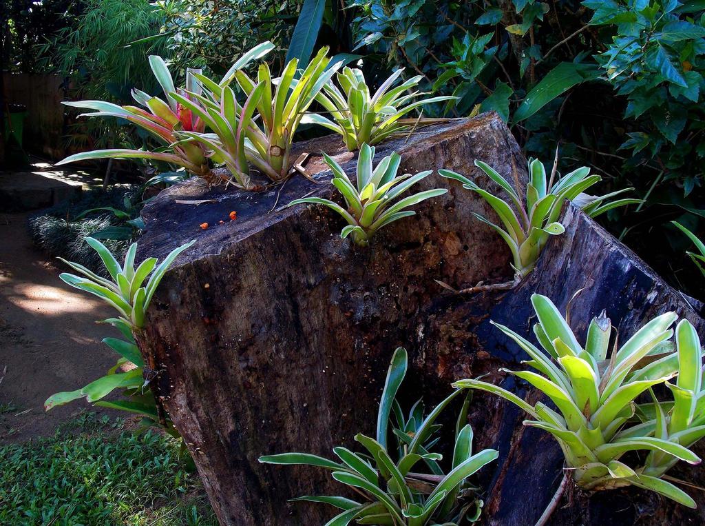 Pousada Cauca Ilha Grande  Екстер'єр фото