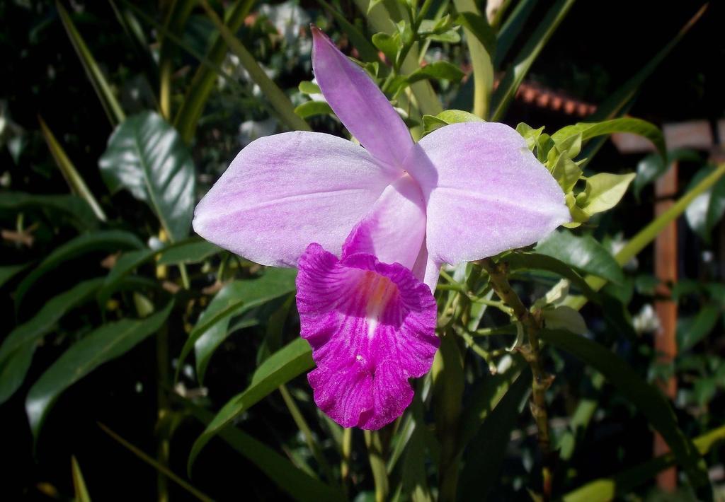 Pousada Cauca Ilha Grande  Екстер'єр фото