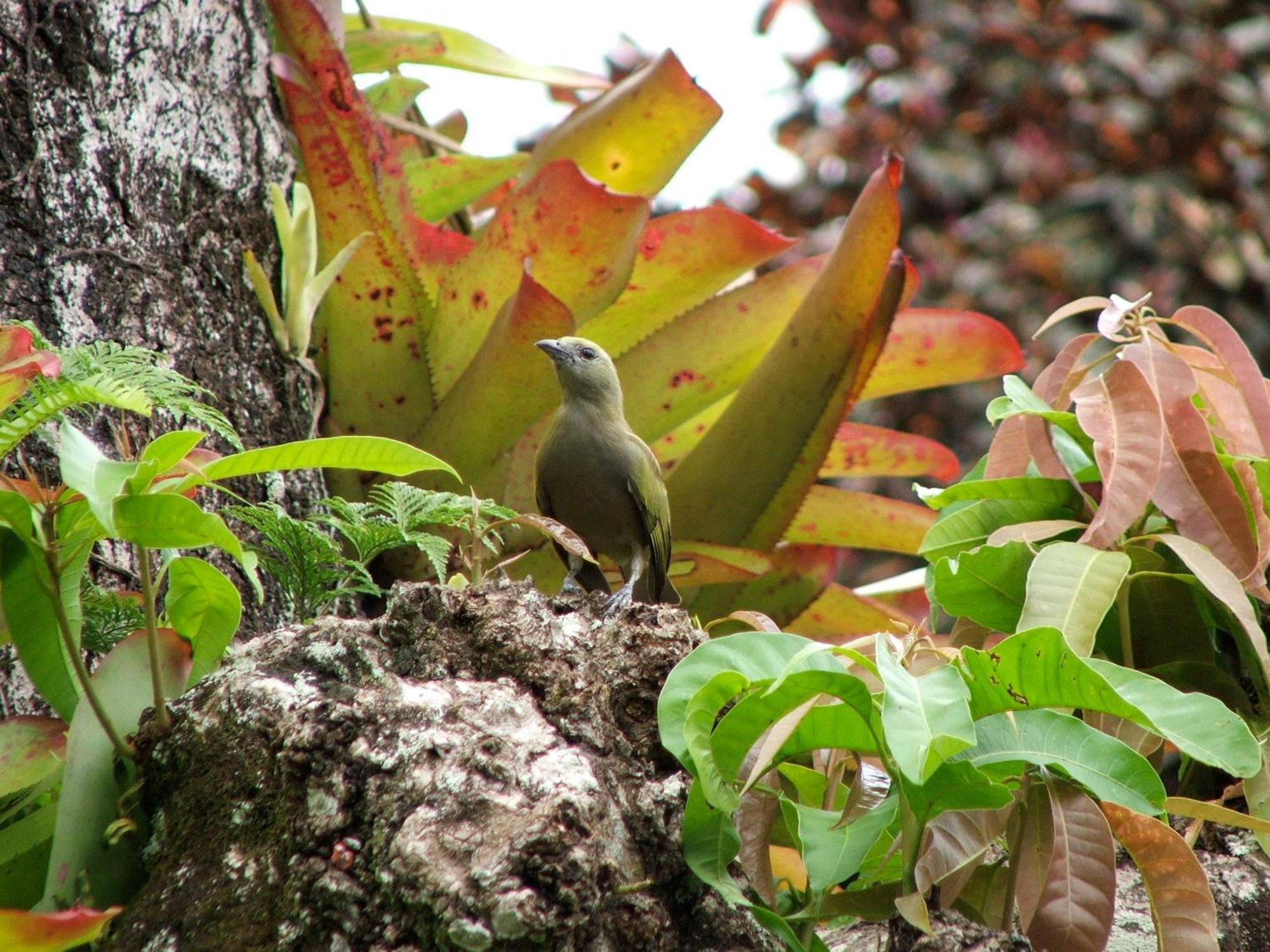 Готель Pousada Cauca Ilha Grande  Екстер'єр фото